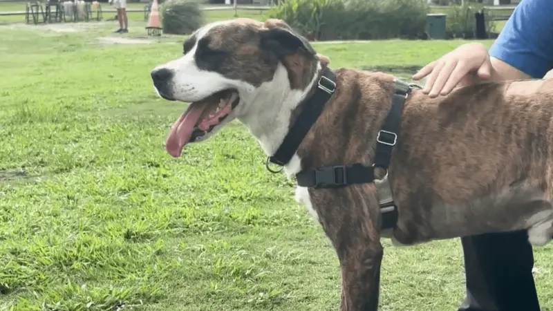 More than 31K animals saved as Humane Society of North Myrtle Beach celebrates 25 years