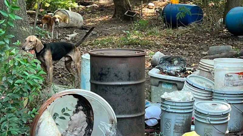 Records detail Horry County dogfighting investigation, 58 dogs seized