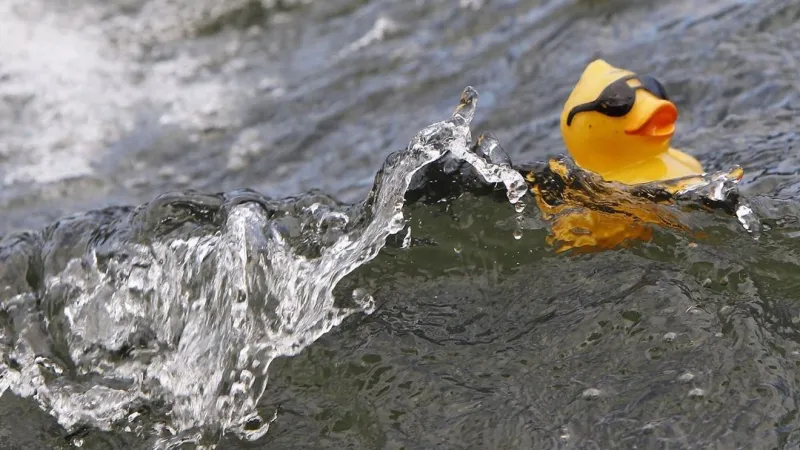 Myrtle Beach Duck Festival has been rescheduled