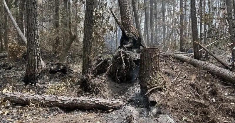 Rainfall dampens Francis Marion fire as crews tryto contain blaze 1 week in