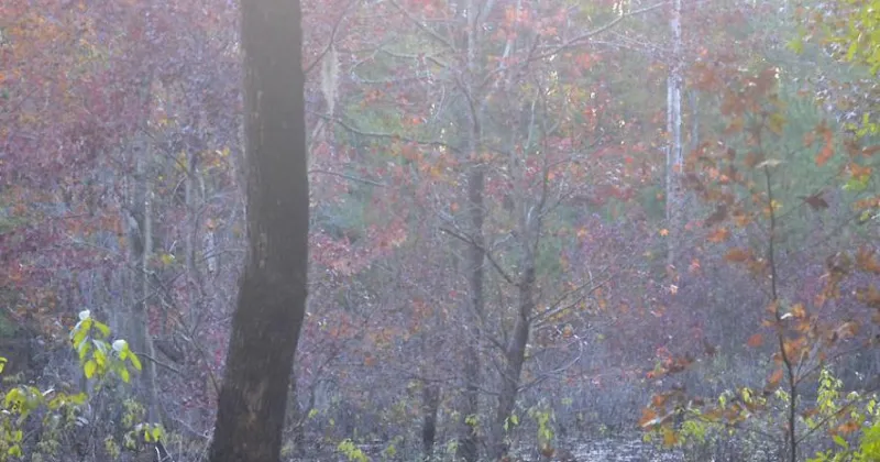 Santee Limestone likely formed nearly 40 million years ago