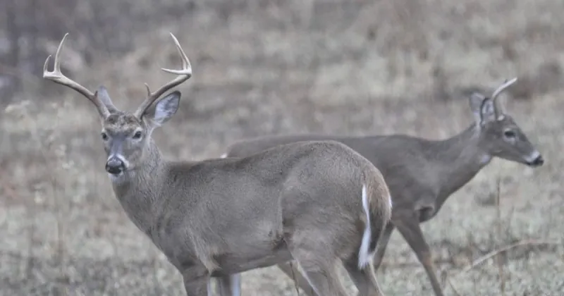 Dog hunting input sought Meeting scheduled Monday at Orangeburg-Calhoun Technical College Auditorium