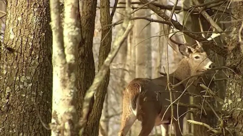 SCDNR seeking public input on hunting deer with dogs