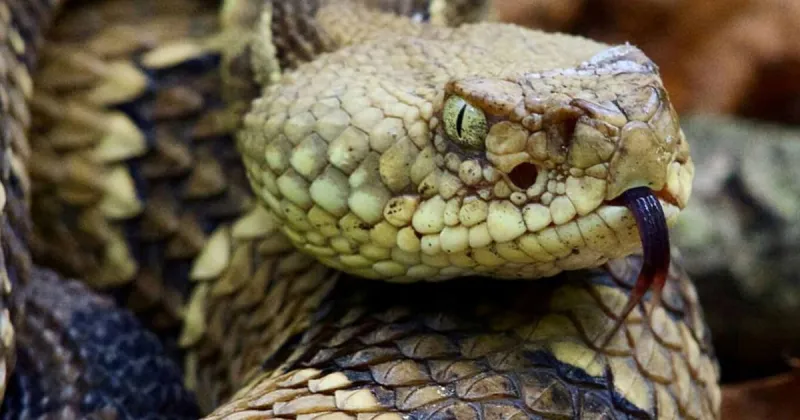 Man accused of swinging around live rattlesnake in Orangeburg-area businesses