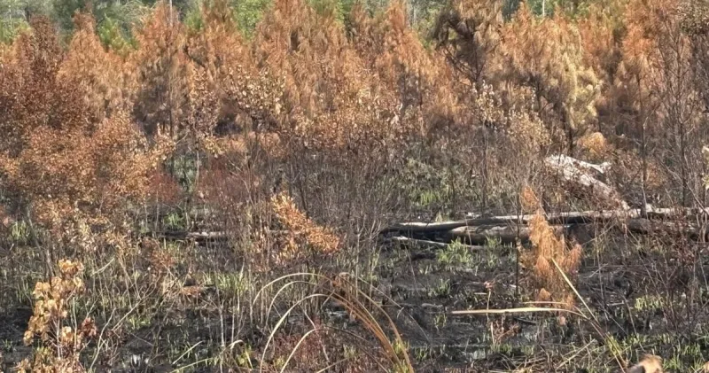 Rain helps contain Francis Marion wildfire 10 days after it ignited
