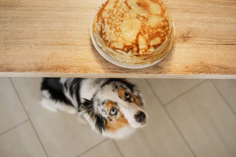 Make plans to check out beer festival and meet a furry friend at SPCA's pancake breakfast fundraiser in August