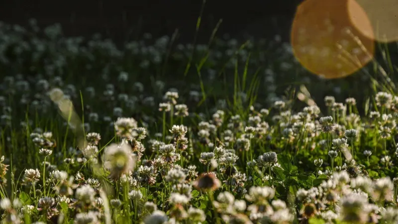Mainly sunny and less humid for the final days of July
