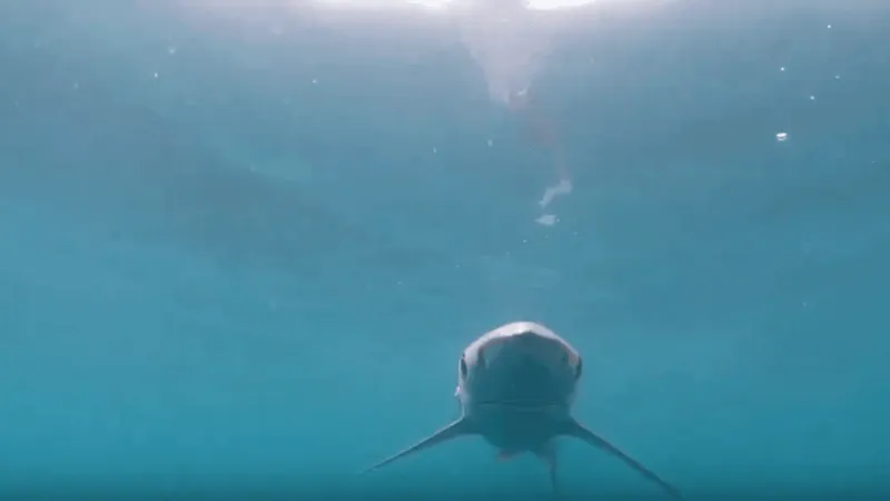 Shark Week event at Myrtle Beach State Park aims to educate about misunderstood sharks