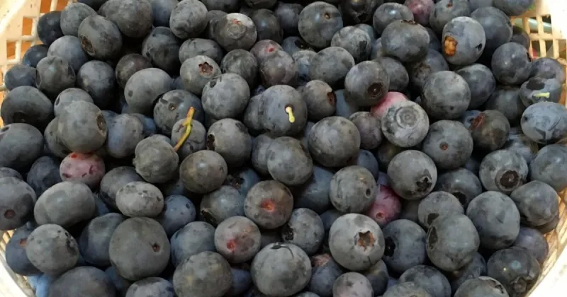 SC Publix stores issue new mass recall of berries that caused E. coli outbreak