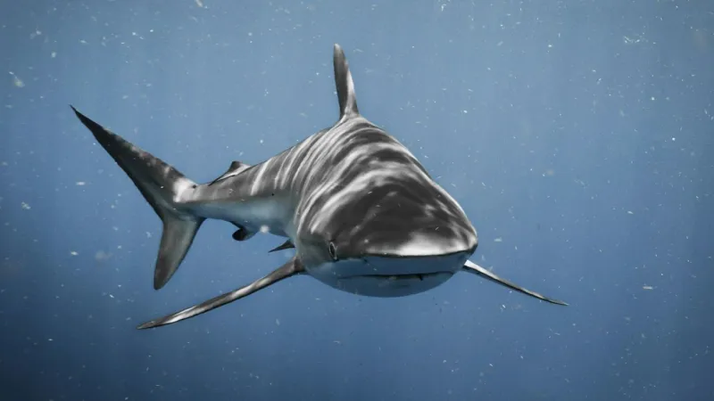 Victim treated and released after reported shark bite in Garden City