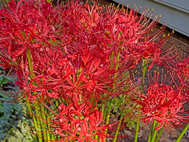 Not creepy crawly at all, red spider lilies dazzle in late-summer bloom