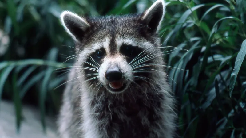 Rabid raccoon confirmed in Charleston; exposure reported near Wappoo Drive and Hinson Ave