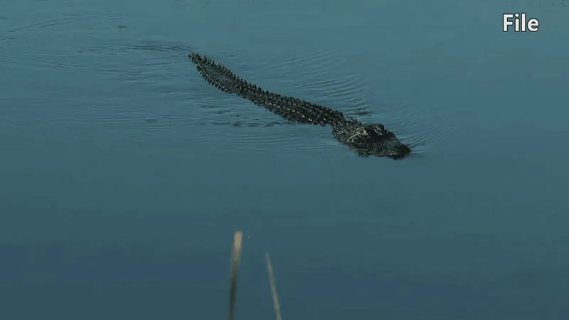 Alligator attack in Grand Strand neighborhood