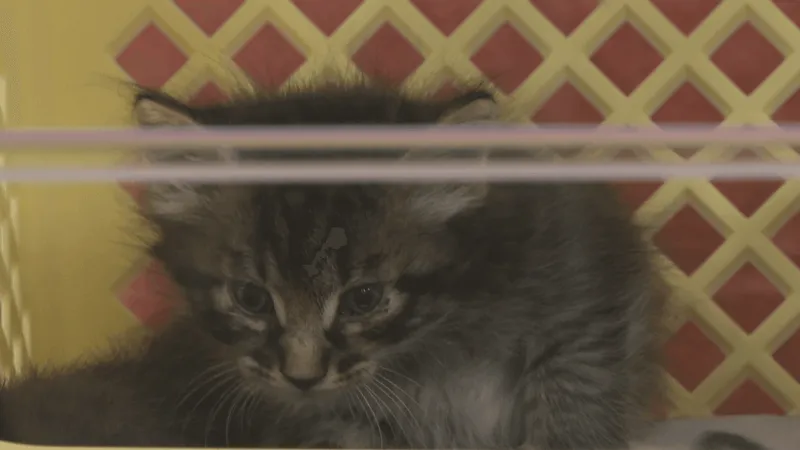 Animal ordinances under review in Mount Pleasant after recent abuse cases