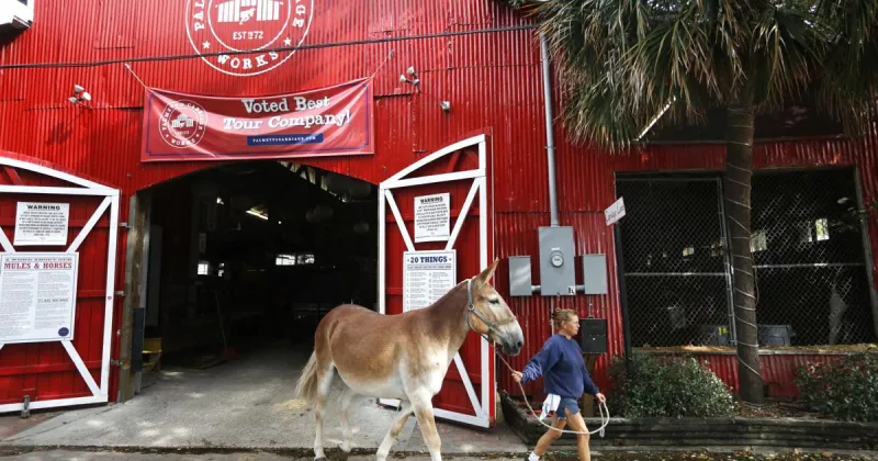 Horse carriage operator, passenger injured during 'extremely rare' tour incident in Charleston