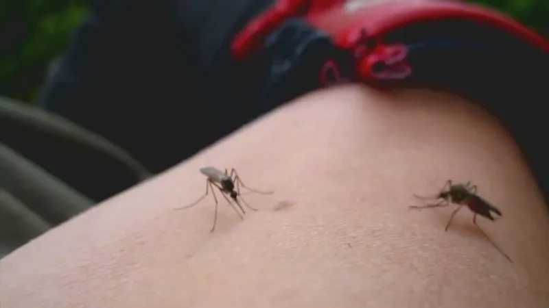 North Carolina's first West Nile virus illness of 2026 reported: health officials