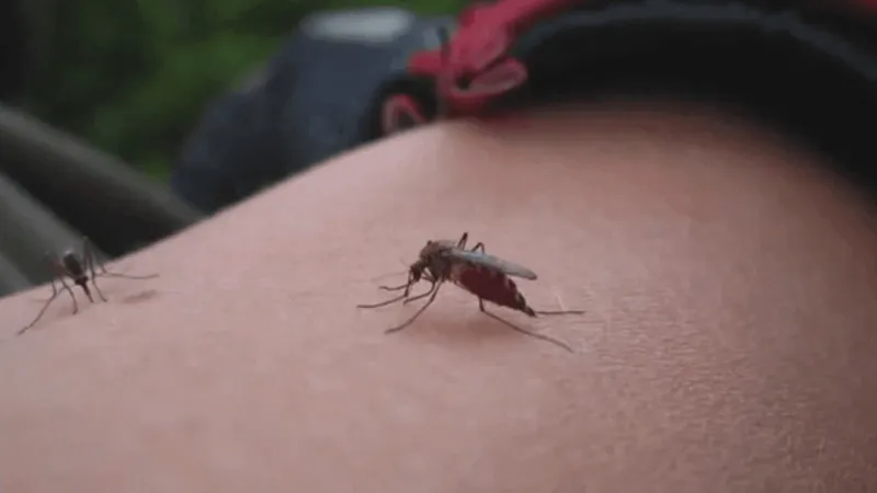 DPH confirms 2 human cases of the West Nile Virus in Myrtle Beach