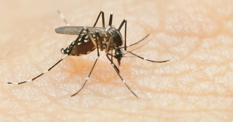 West Nile virus outbreak declared in Pee Dee, most likely in Myrtle Beach