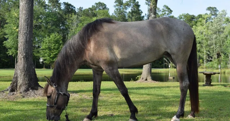 Marsh tacky remains South Carolina's heritage horse