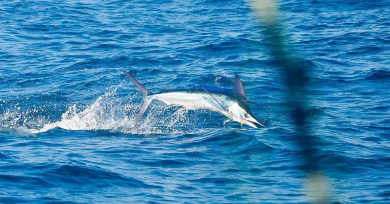 Charleston anglers atop leaderboard with fish that could fetch $3.6M at '26 White Marlin Open