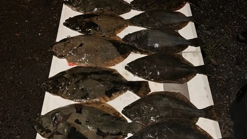 4 arrested after officers find over-limit, undersize fish in Georgetown Co. waters