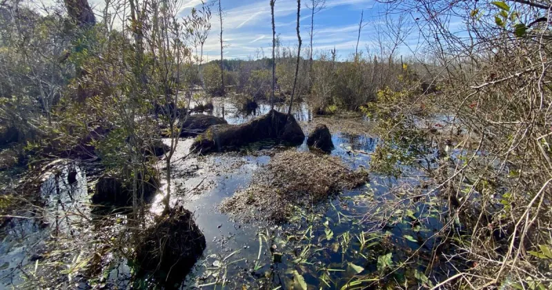 Lowcountry Land Trust surpasses $8M goal in push to protect undeveloped areas