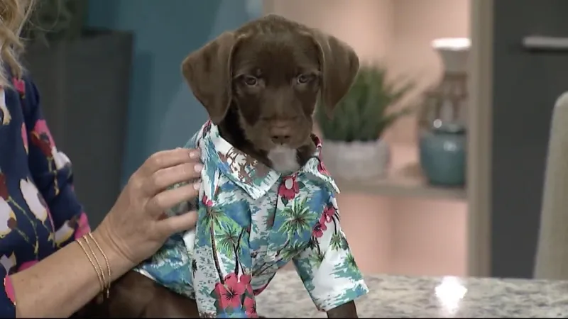 Meet Tank from Kind Keeper Animal Rescue!