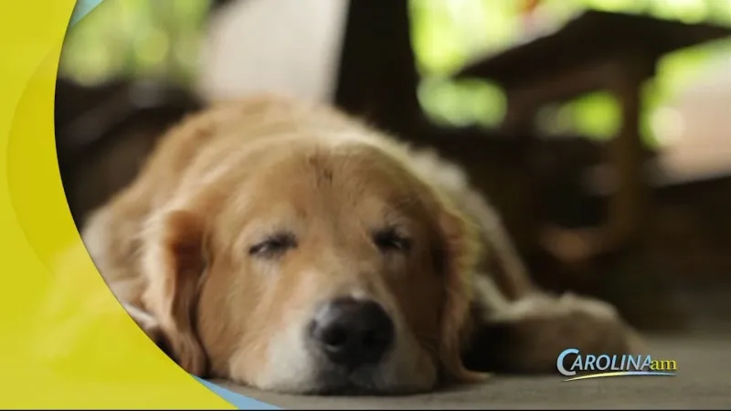Can Dogs Read Your Facial Expressions?