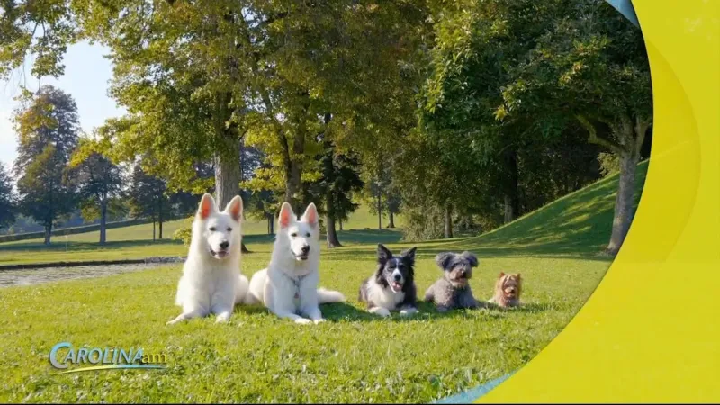 America's Most Popular Dog Names for 2026