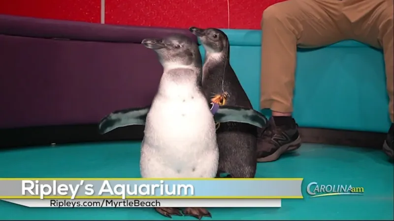 Get Up Close and Personal with Penguins at Ripley's Aquarium!