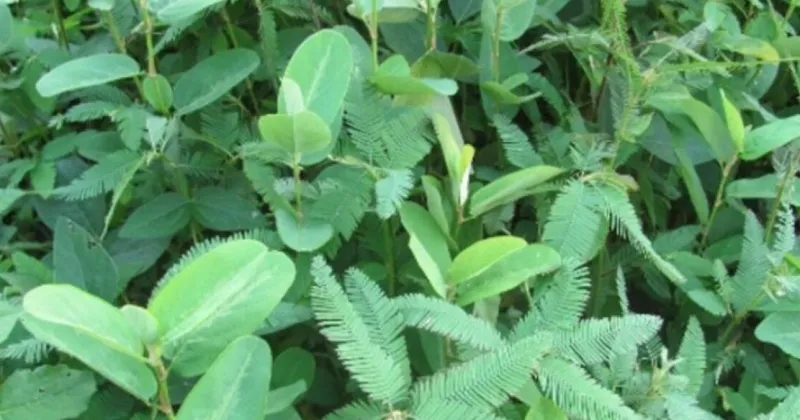 Wildlife food plots for white-tailed deer