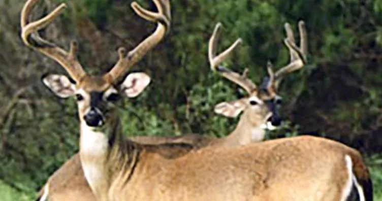 Dog hunting debate draws hundreds to DNR forums