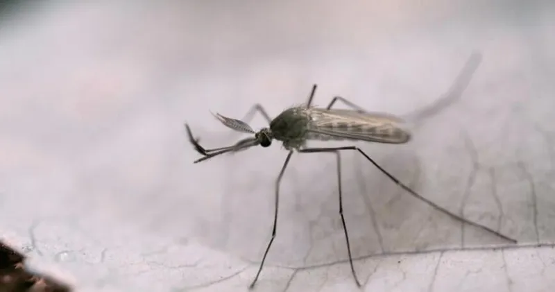 West Nile Virus detected in the Pee Dee, here's what infectious disease physician wants you to know