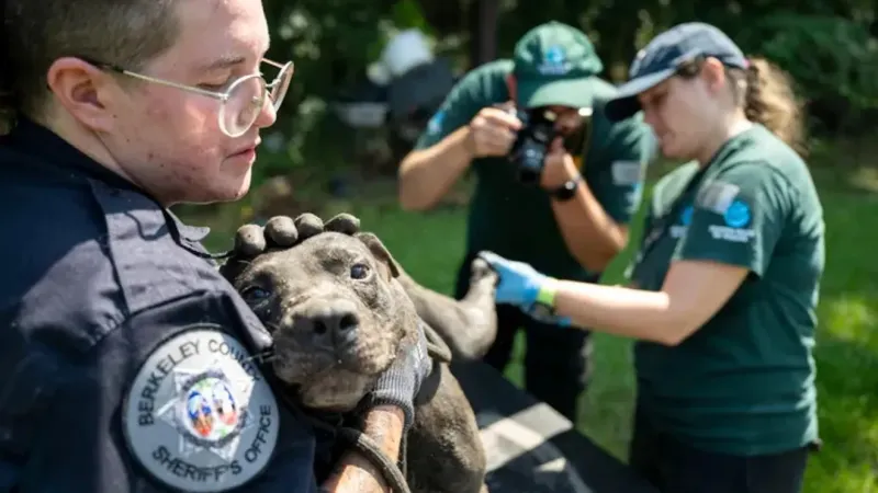 Animal welfare groups detail Cordesville seizure of 42 dogs, latest Lowcountry rescue