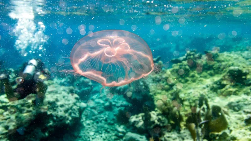 Sullivan's Island responders warn swimmers to use caution after jellyfish stings reported