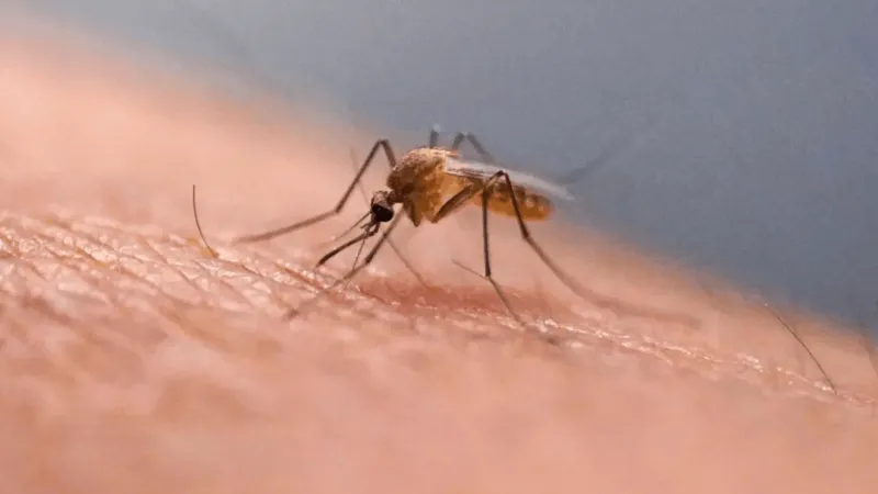 Health officials urge precaution as West Nile virus spreads to Georgetown County