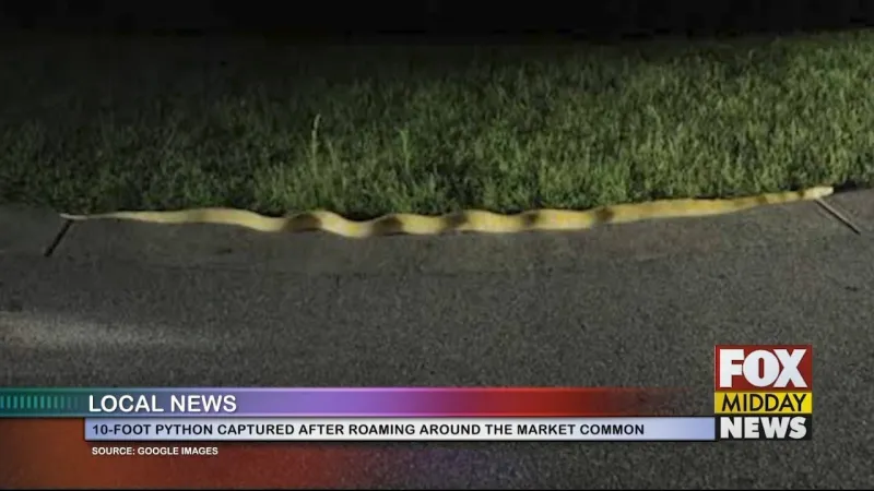 10-Foot Long Albino Python Captured In Market Common Area