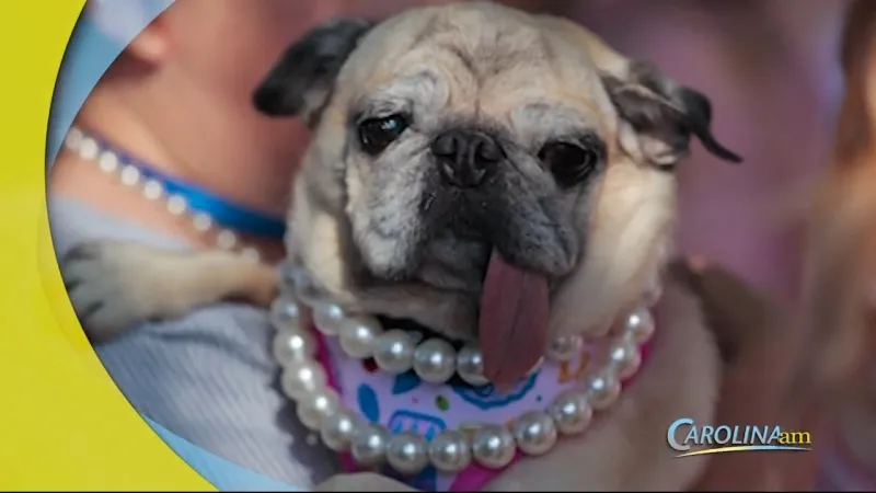 2026 World's Ugliest Dog Crowned
