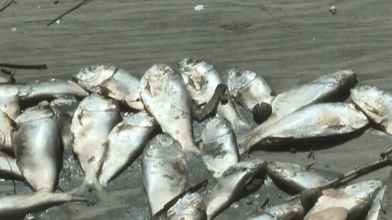 Heat, low oxygen eyed as DNR probes menhaden die-off in Turkey Creek