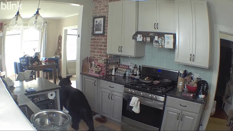 Bear strolls inside north Asheville home, security camera shows