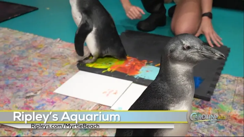 Get Up Close and Personal with Penguins at Ripley's Aquarium!