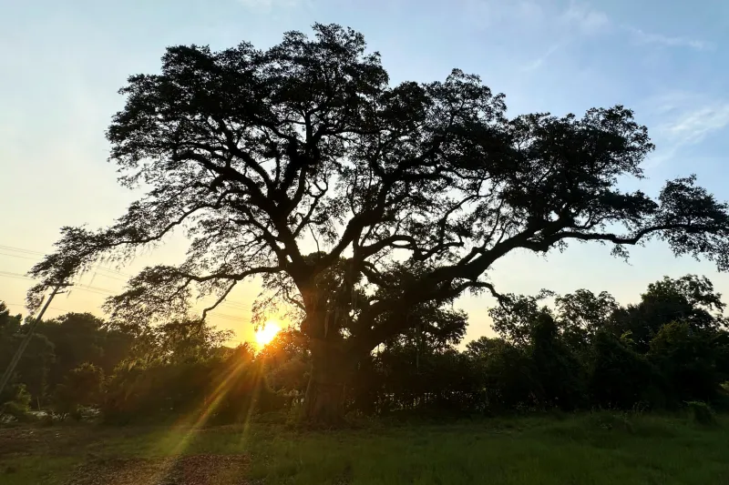 Preservationists are working to extend the life of a rare Revolutionary War 'witness tree'