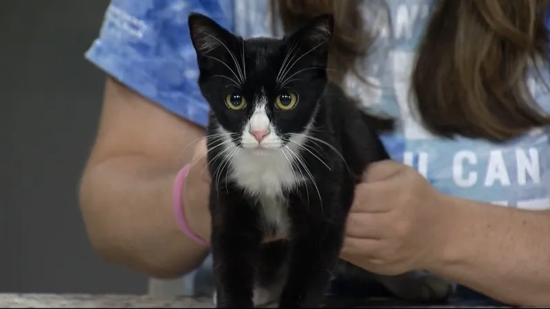 Meet Bay from the Humane Society of North Myrtle Beach!