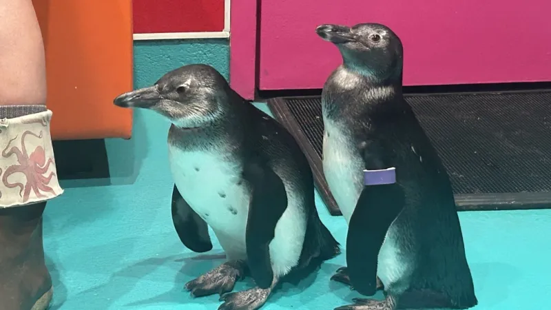 Ripley's Aquarium welcomes 2 African penguin chicks