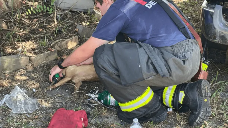 One dog dead, 4 displaced in house fire