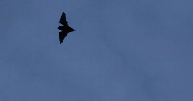 It's bat season in the Lowcountry. Here's what makes these flying mammals so remarkable.