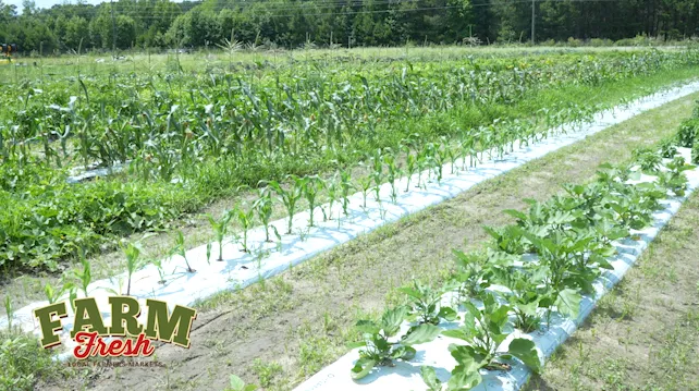 Get to Know Live Oak Farmstead -- A Local Farmers Market Vendor