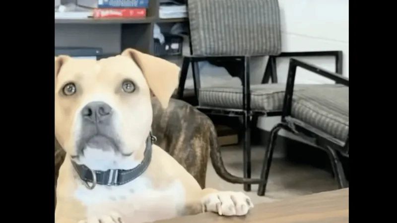 McCormick inmates help rescue dogs find forever homes