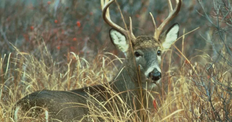 SCDNR: Dog hunting is issue for lawmakers