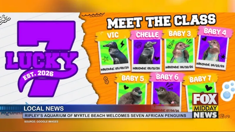 Ripley's Aquarium Of Myrtle Beach Welcomes 7 African Penguin Chicks